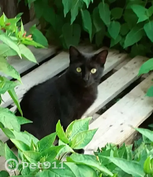 Chat noir perdu à Alleins, 2 ans - photo