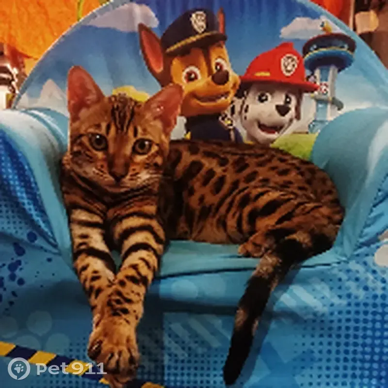 Chat perdu à Pia dimanche 4h - photo