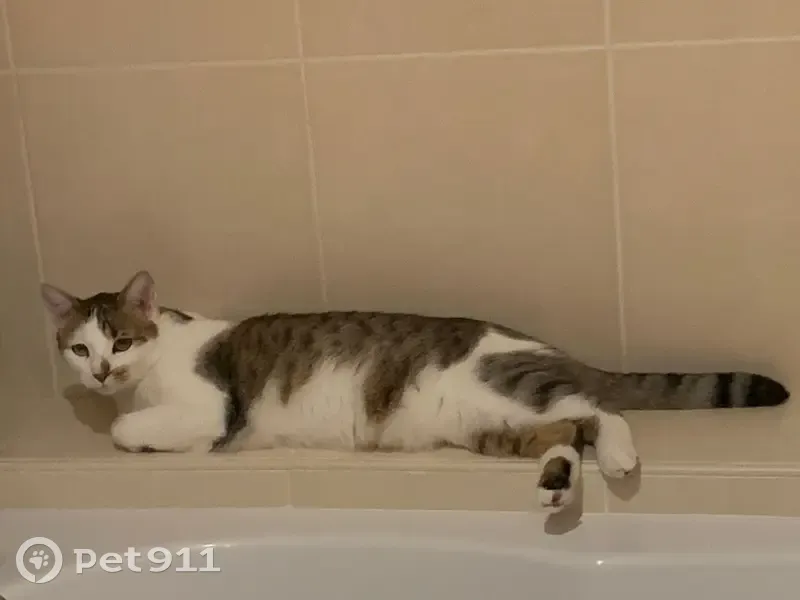 Chat blanc/tigré perdu à Neuilly - photo