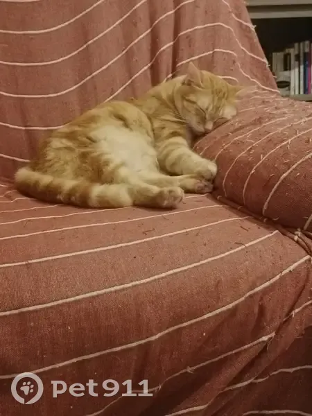 Chatte rousse perdue à Castres - photo