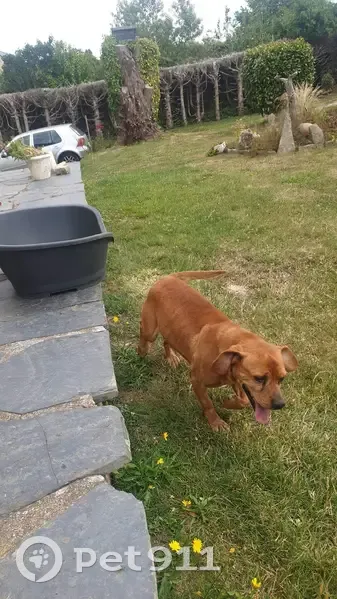 Chien Haribo perdu à Querrien - photo