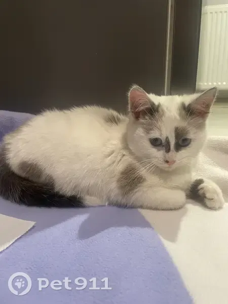 Chaton blanc tacheté perdu - photo