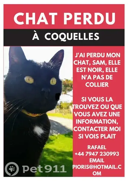 Chat noir perdu à Coquelles - photo