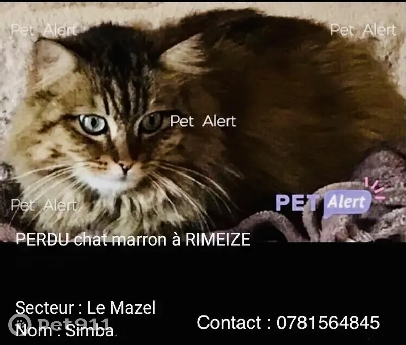 Chat perdu à Rimeize, alerte! - photo