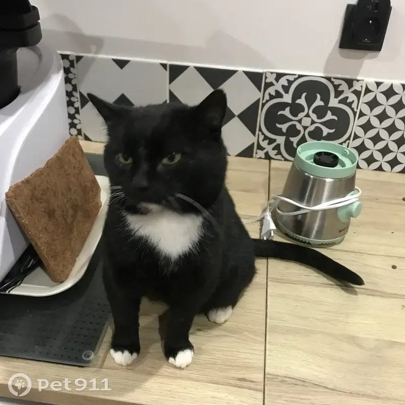 Chat dodu trouvé rue Six, 7-8 ans - photo