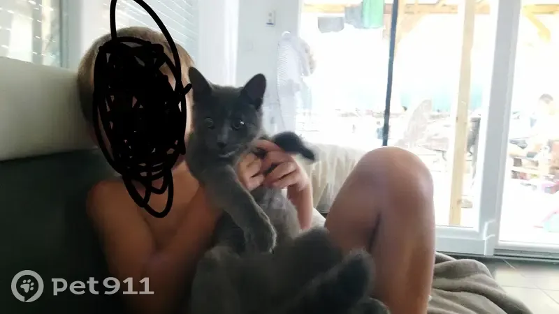 Chatte grise Mimoune perdue - photo