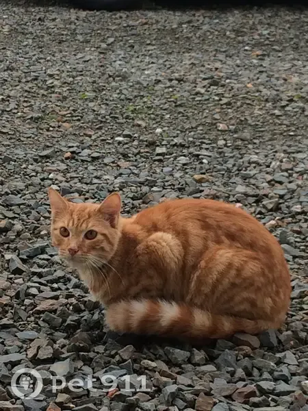 Chat tigré roux trouvé au Rusquet - photo