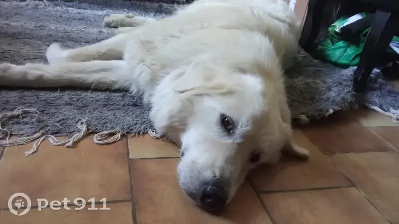 Chienne Berger Abruzzes Perdue - photo