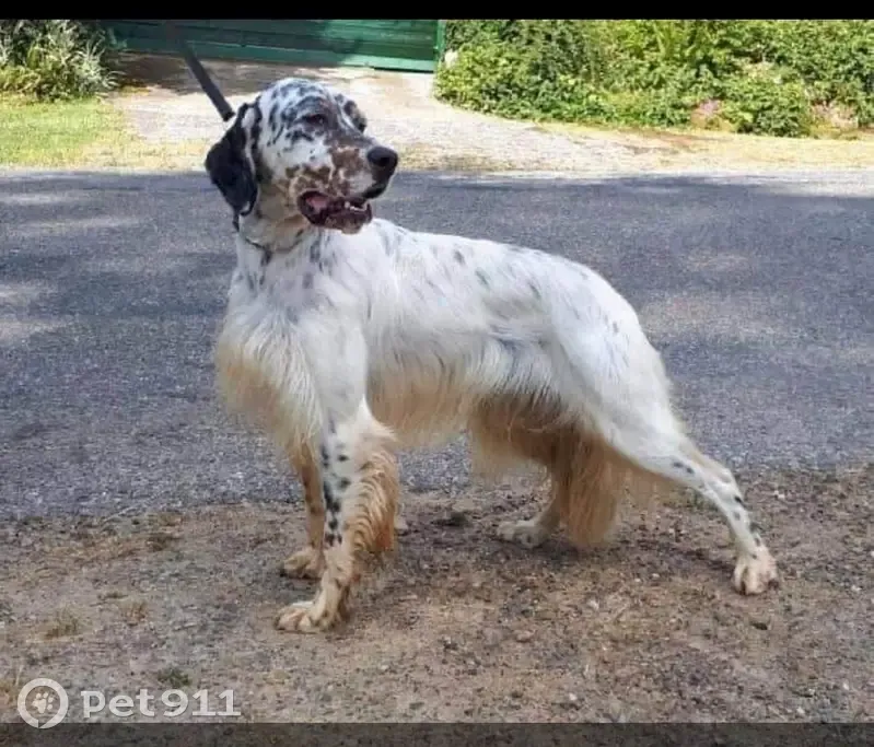 Setter Anglais Volé à Sisteron - photo