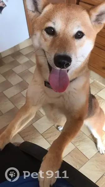 Chienne Shiba perdue à Chelles - photo