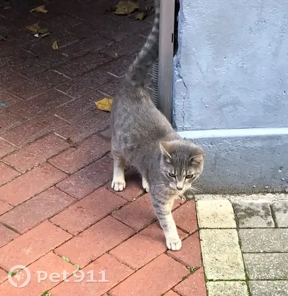Chat gris perdu à Lille Moulins - photo