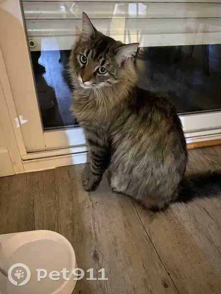 Chat Européen/Main Coon perdu - photo