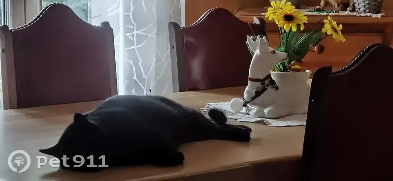Chat noir trouvé, Fonsorbes - photo