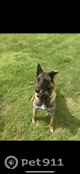 Chien âgé perdu à Kerlaz - photo