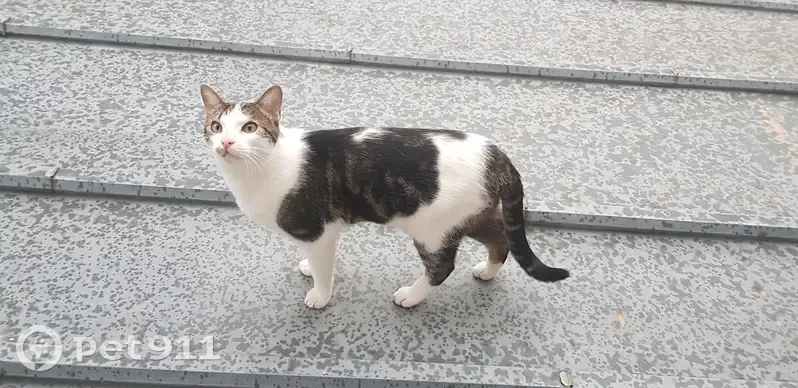 Chat blanc/tigré perdu à Pantin - photo