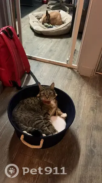 Chat volé, collier retrouvé, Paris 13 - photo