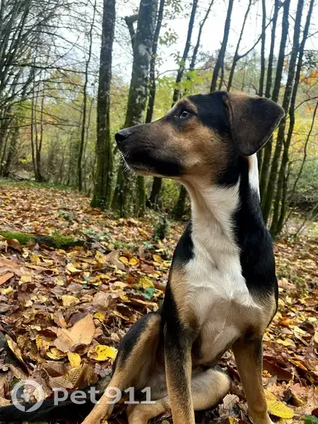 Chiot tricolore perdu à Bordeaux - photo