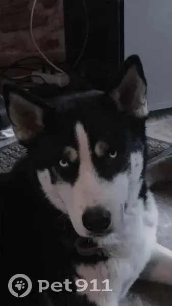 Chien perdu à Moréac - photo