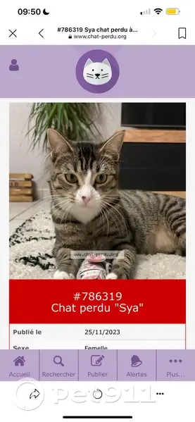 Chat perdu: gâche nez, svelte - photo