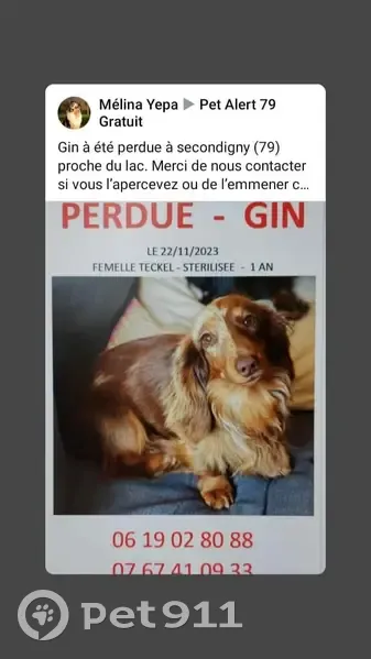 Teckel Mini Perdu - Secondigny - photo