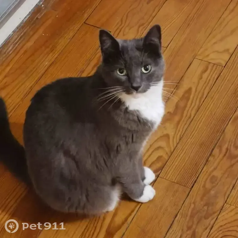 Chatte Haru disparue à Bordeaux - photo