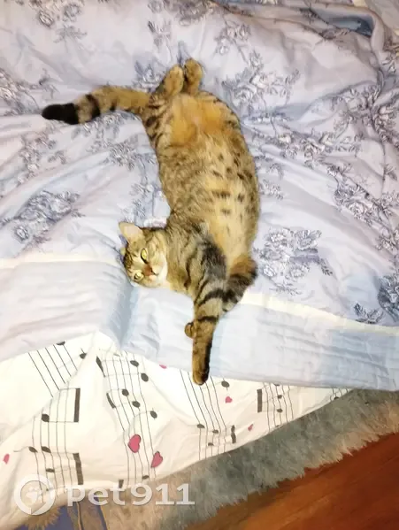 Chat percuté et disparu - photo
