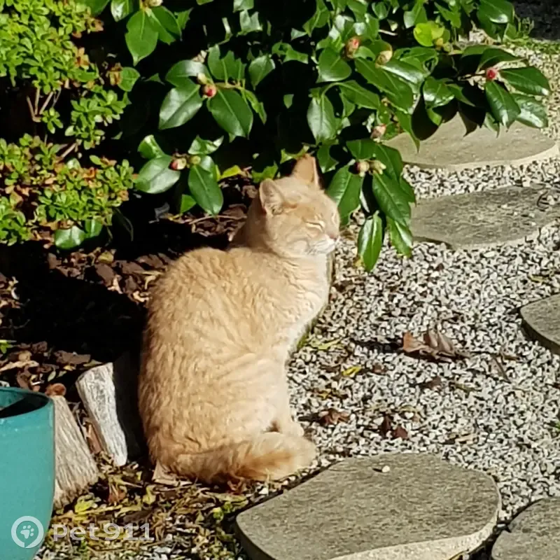 Chat doux trouvé à Saint-Pair - photo