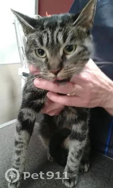 Chatte blessée trouvée à Troyes - photo