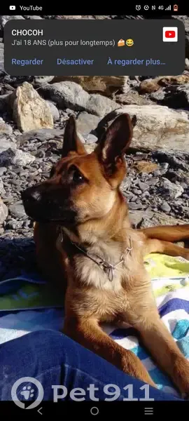 Malinois fauve perdu à Pia - photo