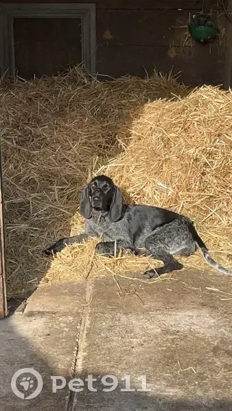 Chiot croisé drathar perdu - photo