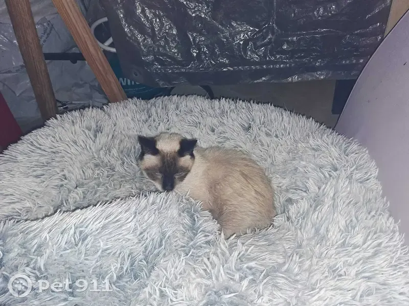 Chat siamois perdu, yeux bleus - photo