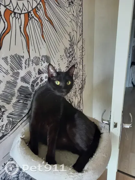 Chat noir perdu à Pornic - photo
