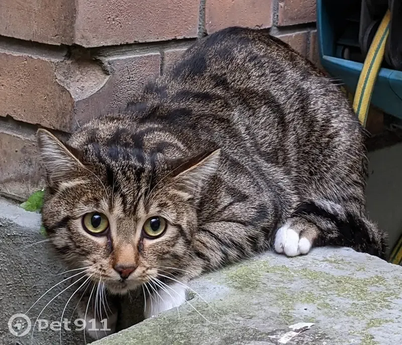 Chat tigré retrouvé Rue des Gardes - photo