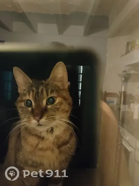 Chat perdu à Pons, cherche foyer - photo
