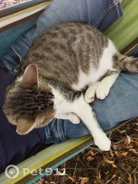 Chatte égarée à Leclerc Châtellerault - photo