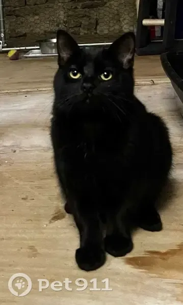 Chaton noir perdu à Surgères - photo