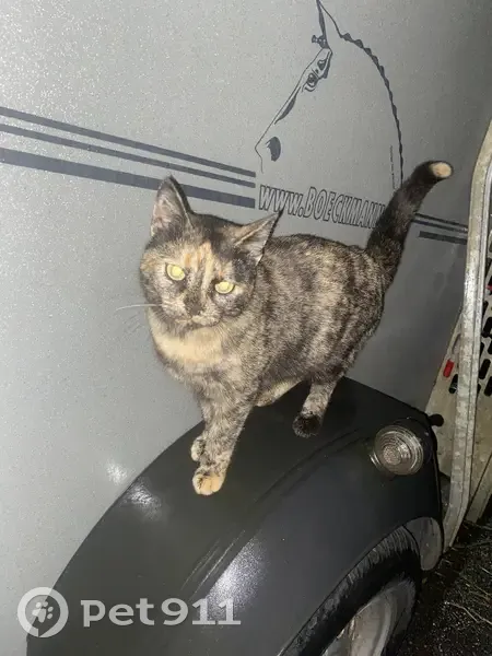 Chat Perdu: Minette Mirabel - photo