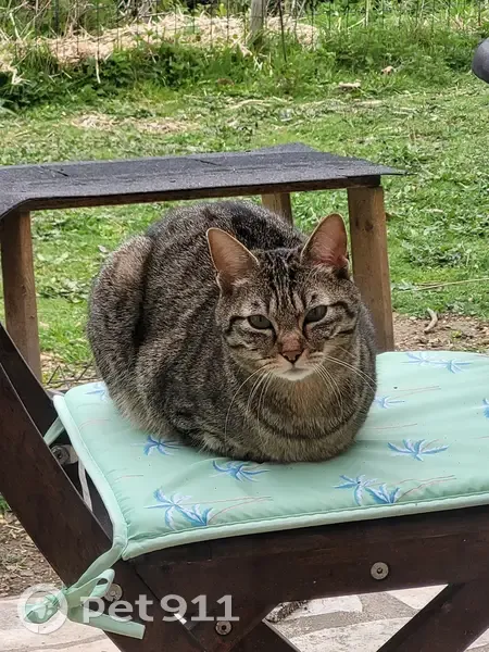 Chatte tigrée perdue à Nieul - photo