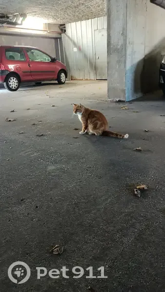 Chat perdu retrouvé à Angoulême - photo
