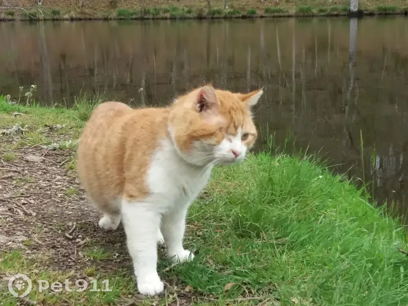 Chat roux et blanc perdu, œil manquant - photo