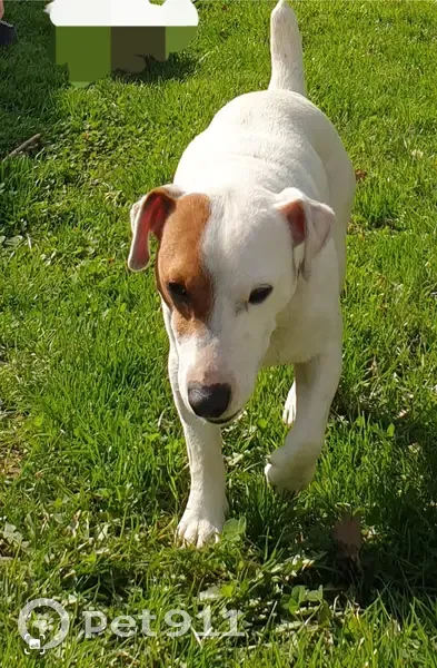 Jack Russell de 6 ans perdu - photo
