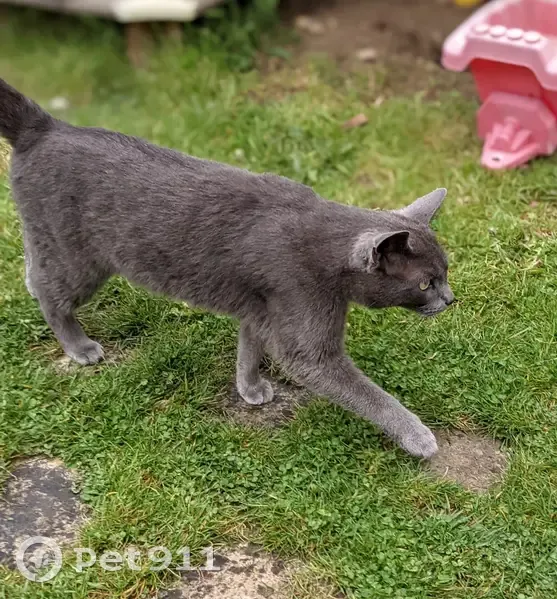Chat gris aux yeux verts perdu - photo