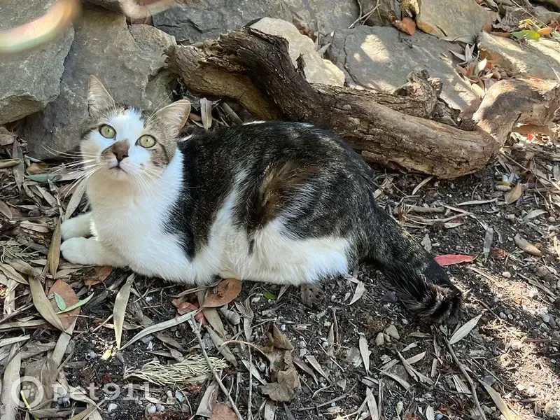 Chat perdu à Paul Claudel, Marseille - photo