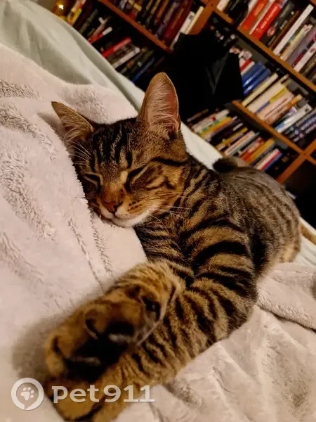 Chaton tigré perdu - Paris 17 - photo