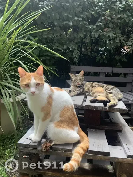 Chat Yuki perdu à Toulouse - photo