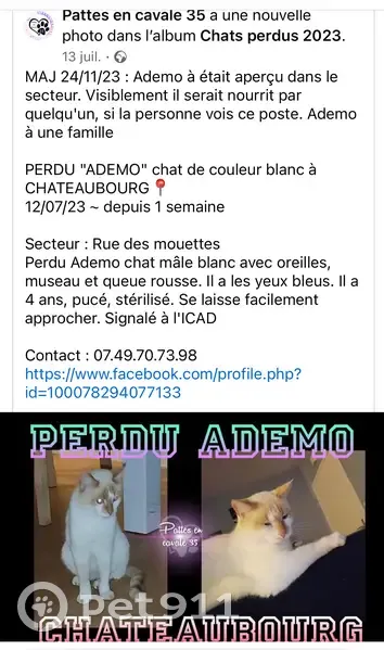Chat Ademo perdu à Châteaubourg - photo