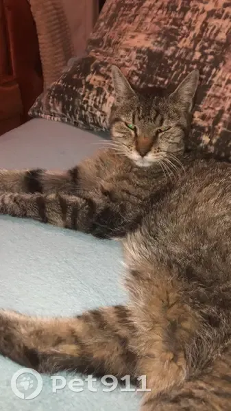 Chatte âgée tigrée perdue à Marseille - photo