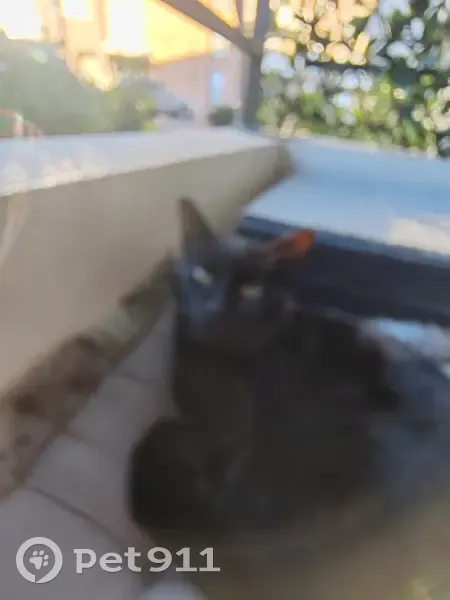 Chat perdu à Saint-Raphaël - photo