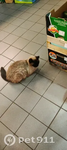 Chat siamois âgé trouvé à Besançon - photo