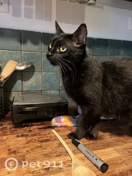 Chatte noire trouvée à Montreuil - photo